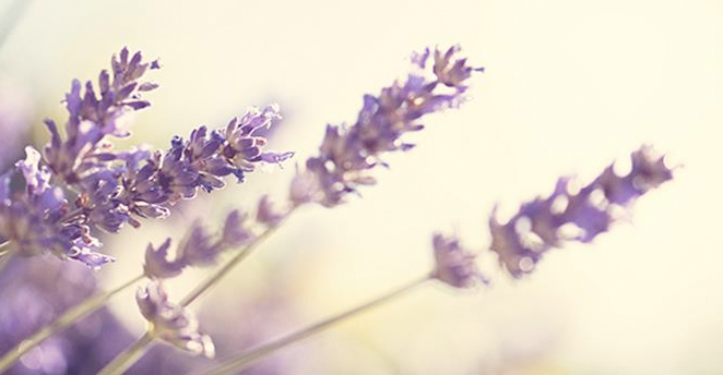 lavanda